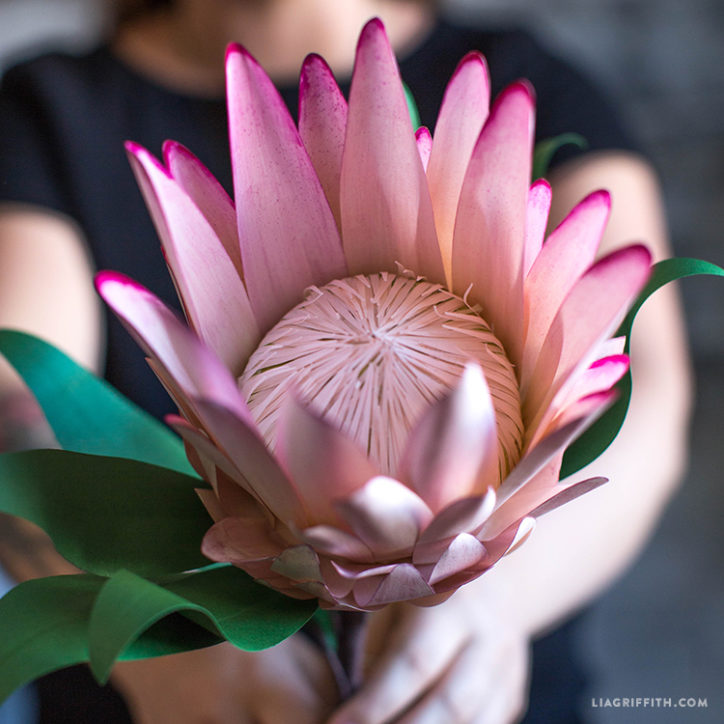 Paper Protea Flower - Lia Griffith