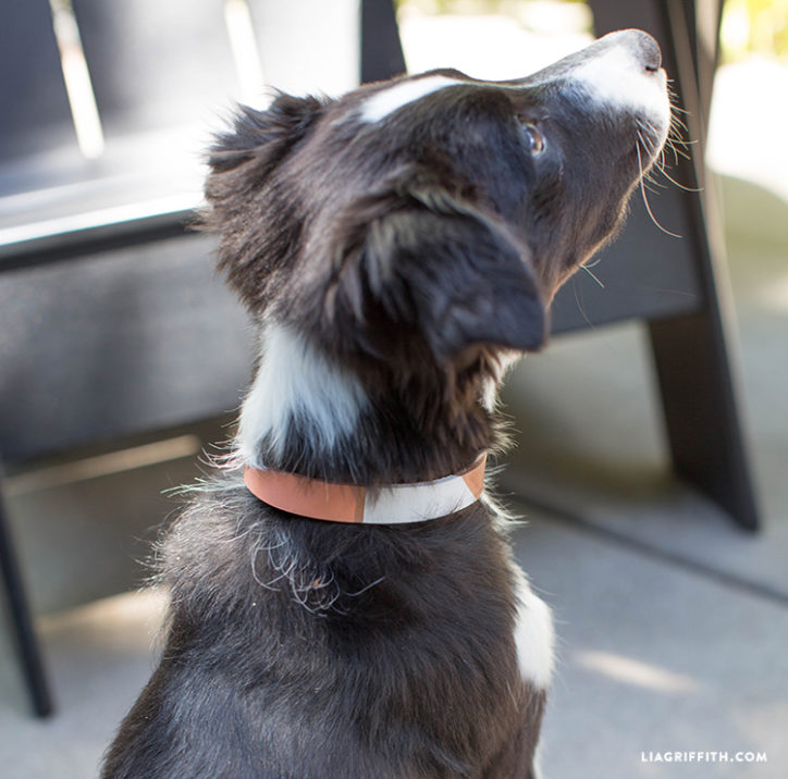 Create Your Own Leather Dog Collar & Leash Lia Griffith