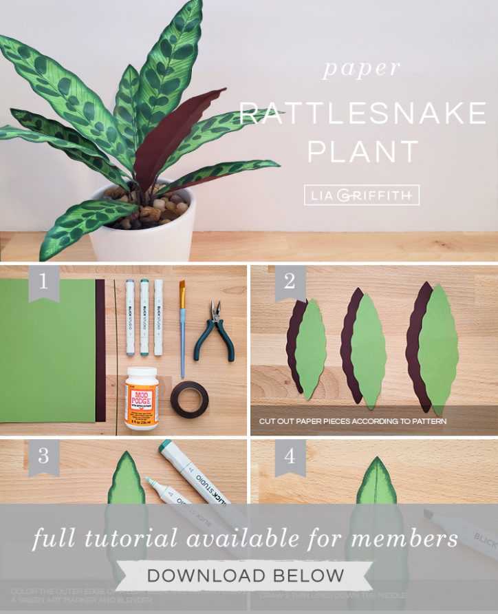 Paper Rattlesnake Paper Rattlesnake Plant with Gorgeous Leaf Markings - Lia Griffith