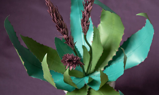 frosted paper blooming aloe plant