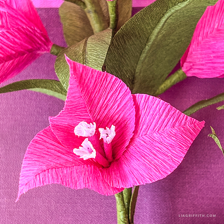 Crepe Paper Bougainvillea Member Make Lia Griffith