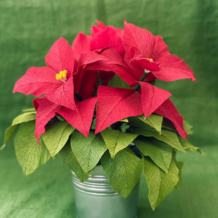 VIDEO Beginner Crepe Paper Poinsettia Plant Lia Griffith