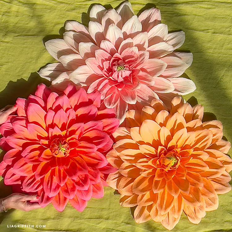 Crepe Paper Jumbo Dahlia Member Make Video Workshop - Lia Griffith