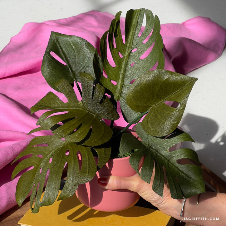 Monstera Plant finished project
