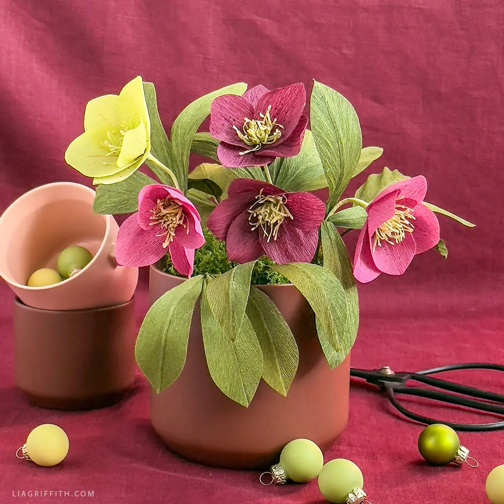 Crepe_XF_Hellebore_2.jpg.webp