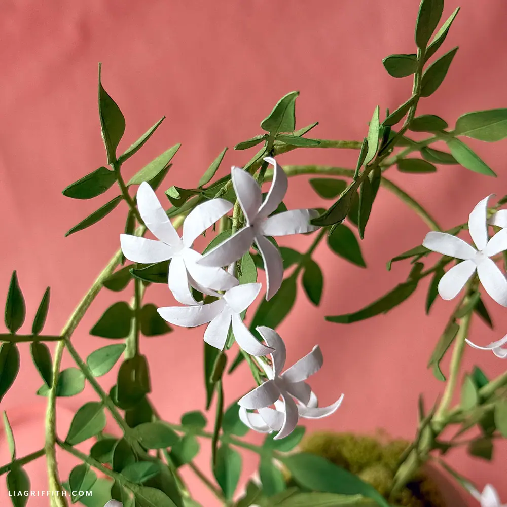 Potted Cardstock Jasmine - Lia Griffith
