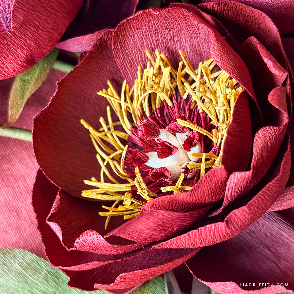 Crepe paper Buckeye Belle peony with burgundy petals and gold center