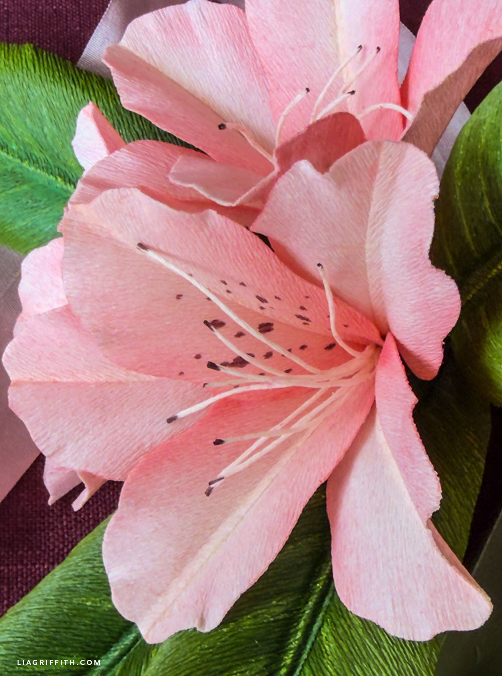 Crepe paper rhododendron with clusters of pink blooms and green leaves